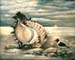 Shell._11x14_in.